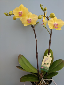 6" PHAL, LRG, MULTI, WF, YELL W/RED CTR (M705)