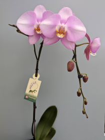 6" PHAL, LG, MULTI, WF, LAVENDER (M290)