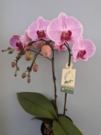 6" PHAL, LRG, MULTI, WF, PINK (M233)