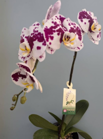 6" PHAL, LRG, MULTI, WF, ORANGE (M738)