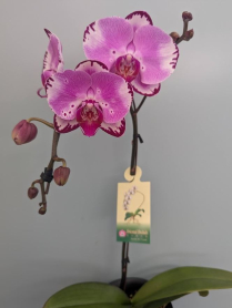 6" PHAL, LRG, MULTI, WF, SALMON (M806)