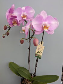6" PHAL, LRG, 2ST, WF, LAVENDER (M290)