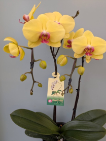 6" PHAL, LRG 2ST, YELLOW/RED CTR (M705)