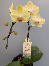 6" PHAL, LRG, 2ST, WF, GOLD (M738)