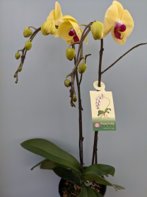 6" PHAL, LRG, 2ST, WF, SALMON (M806)