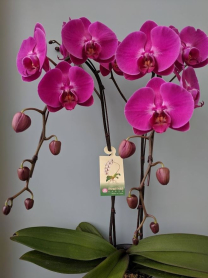 6" PHAL, LRG, 2ST, WF, PURPLE (M200)