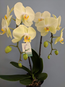 6" PHAL, LRG, 2ST, WF, YELLOW (M700)