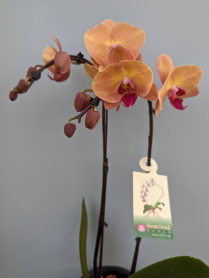 6" PHAL, LRG, 2ST, WF, PEACH (M716)