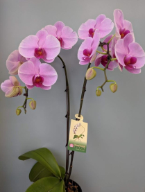 6" PHAL, LRG, 2ST, WF, PINK/ RED CTR (M218)