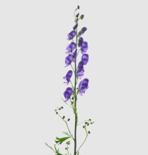 ACONITUM, MONKSHOOD