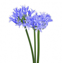 AGAPANTHUS, BLUE