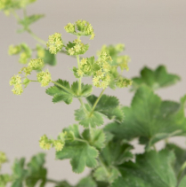ALCHEMILLA, GREEN