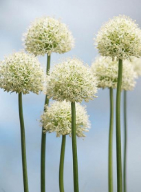 ALLIUM, JUMBO WHITE
