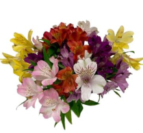 ALSTROEMERIA #1, PREMIUM, BY VARIETY