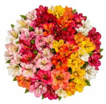 ALSTROEMERIA #1, ASSTD