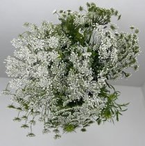 AMMI MAJUS, QUEEN ANNE'S LACE, BUNCH
