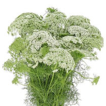 AMMI MAJUS, GREEN MIST, BUNCH (US)