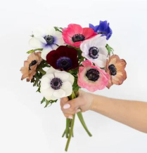 ANEMONE, 40CM, ASSORTED