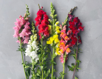 ANTIRR. SNAPDRAGON, ASSORTED ONLY