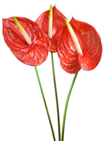 ANTHURIUMS, MEDIUM, ASSORTED