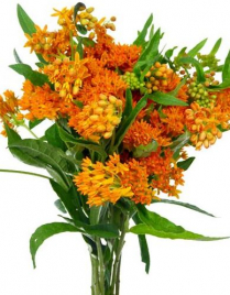 ASCLEPIAS, ORANGE