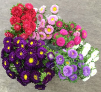 ASTER MATSUMOTO, ASSORTED