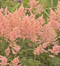 ASTILBE, PEACH