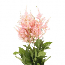 ASTILBE, PINK