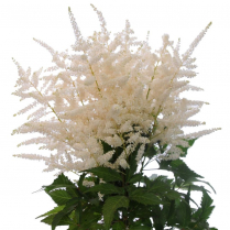ASTILBE, WHITE