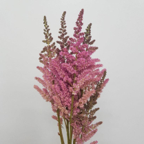 ASTILBE, ROSE