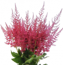 ASTILBE, RED