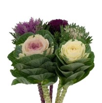 KALE, ORNAMENTAL, ASSORTED