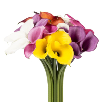 CALLA LILY, 55CM, ASSORTED
