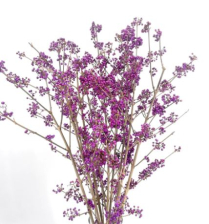 CALLICARPA, 85CM