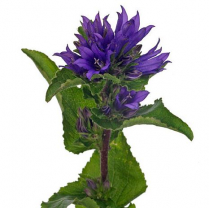 CAMPANULA GLOMERATA