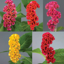 CELOSIA, CRISTATA, ASSORTED