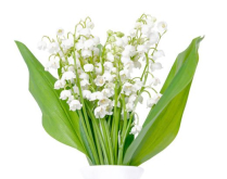 CONVALARIA, LILY OF THE VALLEY