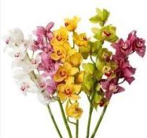 CYMBIDIUM, STD, 9 - 10 BLOOM, ASSORTED