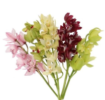 CYMBIDIUM STD, 13 +BLOOM, ASSORTED