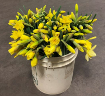 DAFFODIL, GHS, YELLOW