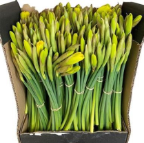 DAFFODIL, FIELD, BUNCH