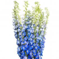 DELPHINIUM HYBRID, 80CM, ASSORTED