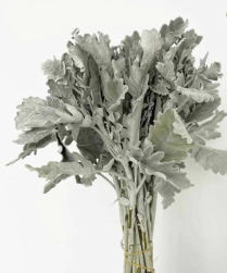 DUSTY MILLER, BUNCH (US)