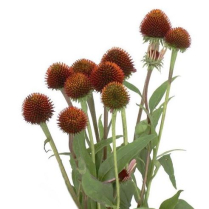 ECHINACEA