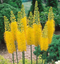 EREMURUS, BUNGEI, YELLOW