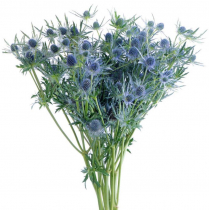 ERYNGIUM, BLUE