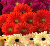 GERBERA, ASSORTED, BOXED