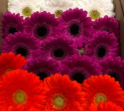 GERBERA, MINI, ASSORTED, BOXED