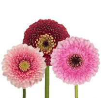 GERBERA, MINI, GERONDO, ASSORTED