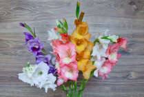 GLADIOLUS, HYBRID, GLADDIES